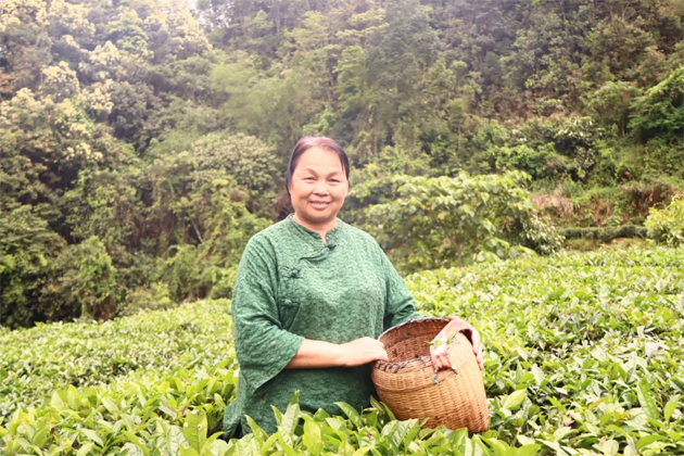 【楷模風(fēng)采】2023年廣西工匠譚愛云：讓“老六堡”煥發(fā)新生命的茶鄉(xiāng)“守藝人”