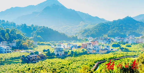 排名全國第13名！“梧州六堡茶”品牌價值實現(xiàn)新突破